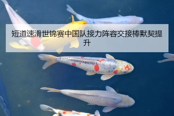 短道速滑世锦赛中国队接力阵容交接棒默契提升